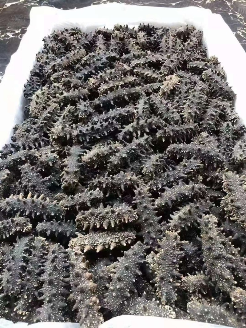 社区团购山东滨州1600出干海参