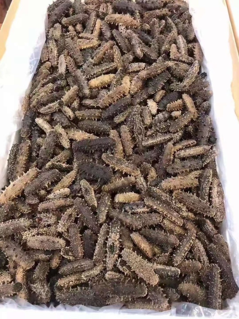 社区团购山东滨州1600出干海参