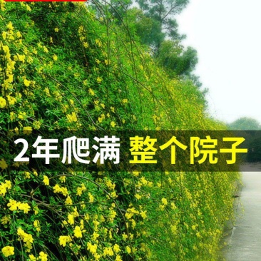 迎春花小苗产地价格绿化攀援植物地被开花花灌木迎春根系好