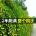 迎春花小苗产地价格绿化攀援植物地被开花花灌木迎春根系好