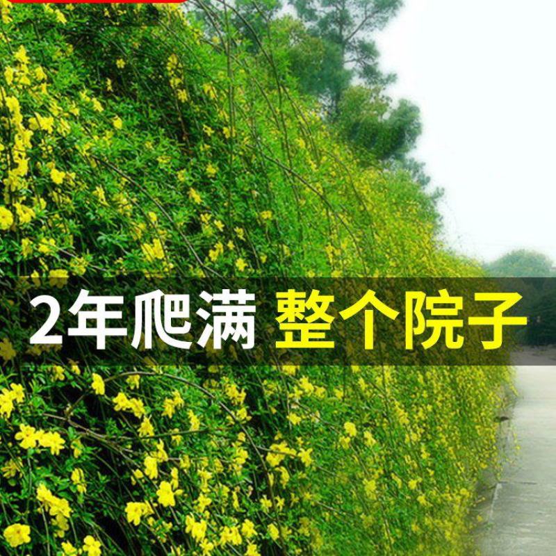 迎春花小苗产地价格绿化攀援植物地被开花花灌木迎春根系好