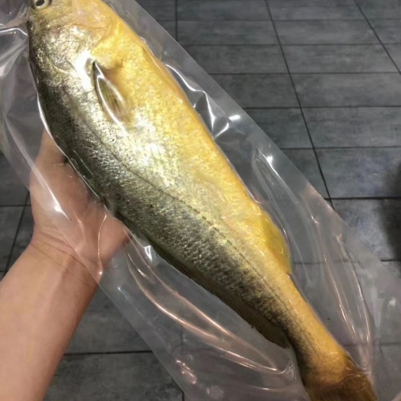 新鲜大黄花鱼鲜活速冻水产大黄花鱼海鲜批发