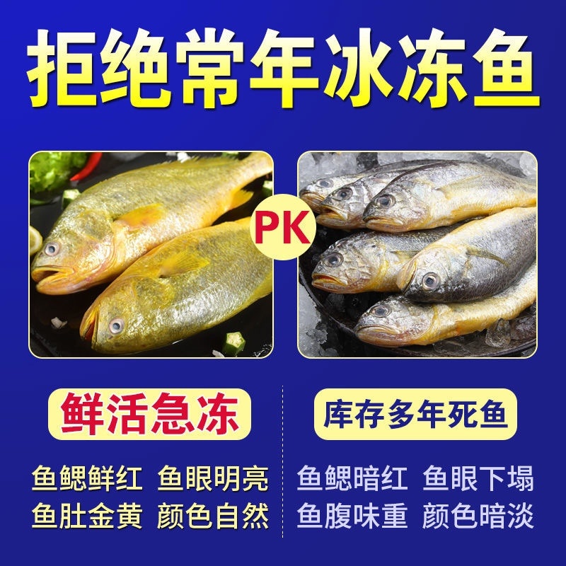 新鲜大黄花鱼鲜活速冻水产大黄花鱼海鲜批发