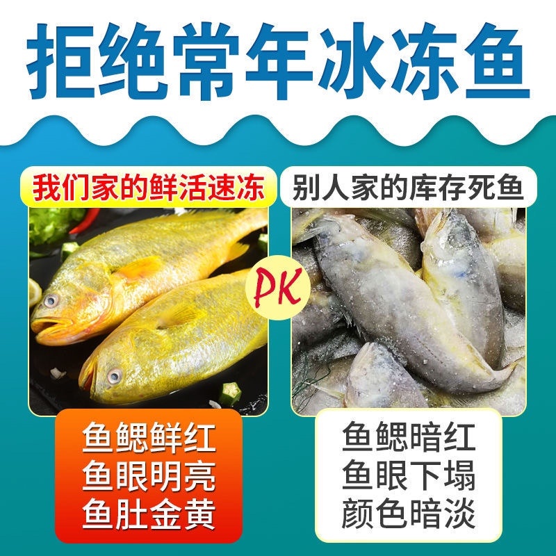新鲜大黄花鱼鲜活速冻水产大黄花鱼海鲜批发