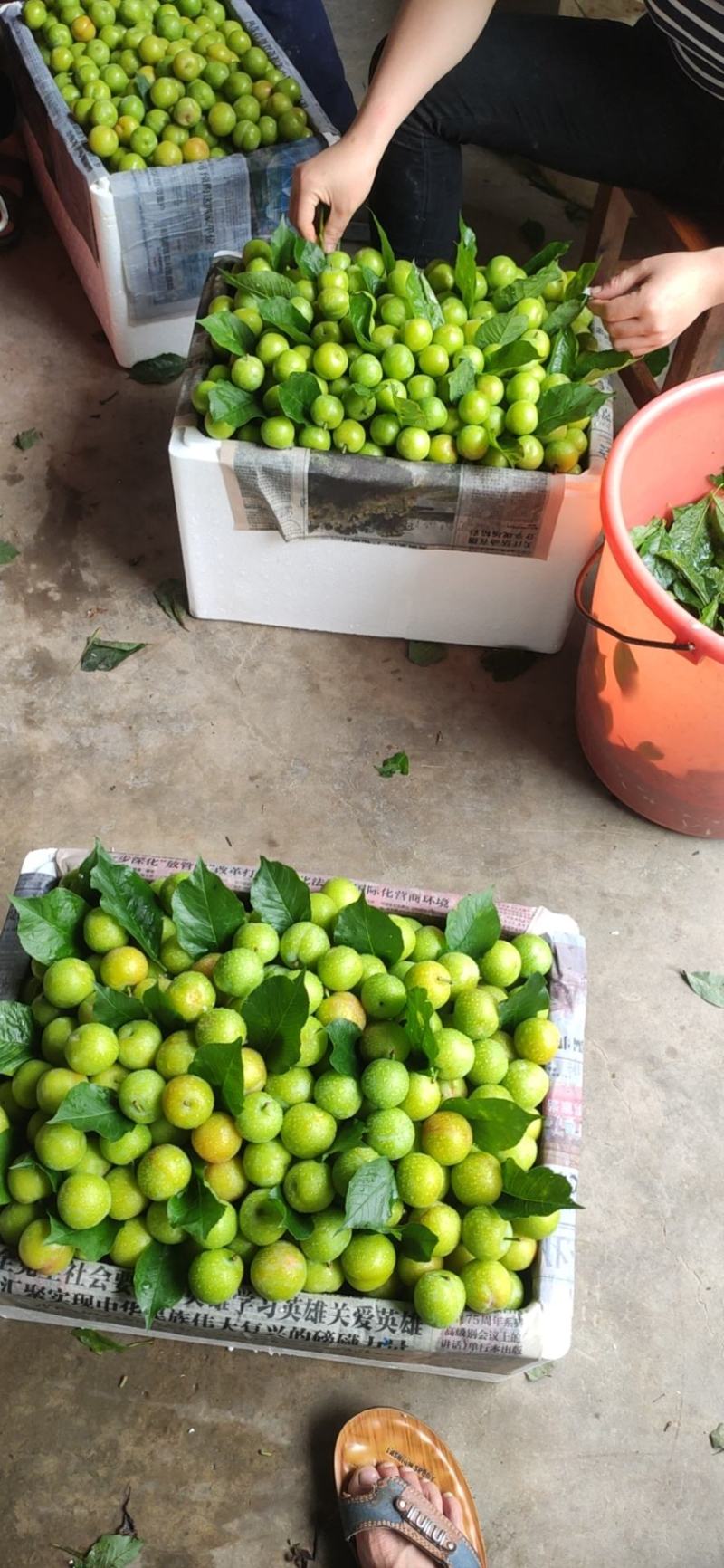 广东茂名信宜李子，三月李子，马上要上市，欢迎订购！