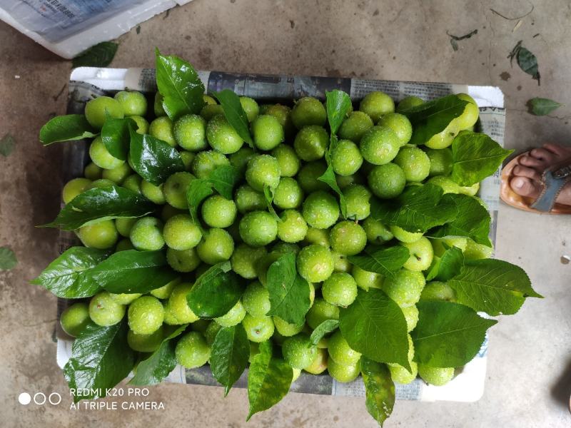 广东茂名信宜李子，三月李子，马上要上市，欢迎订购！