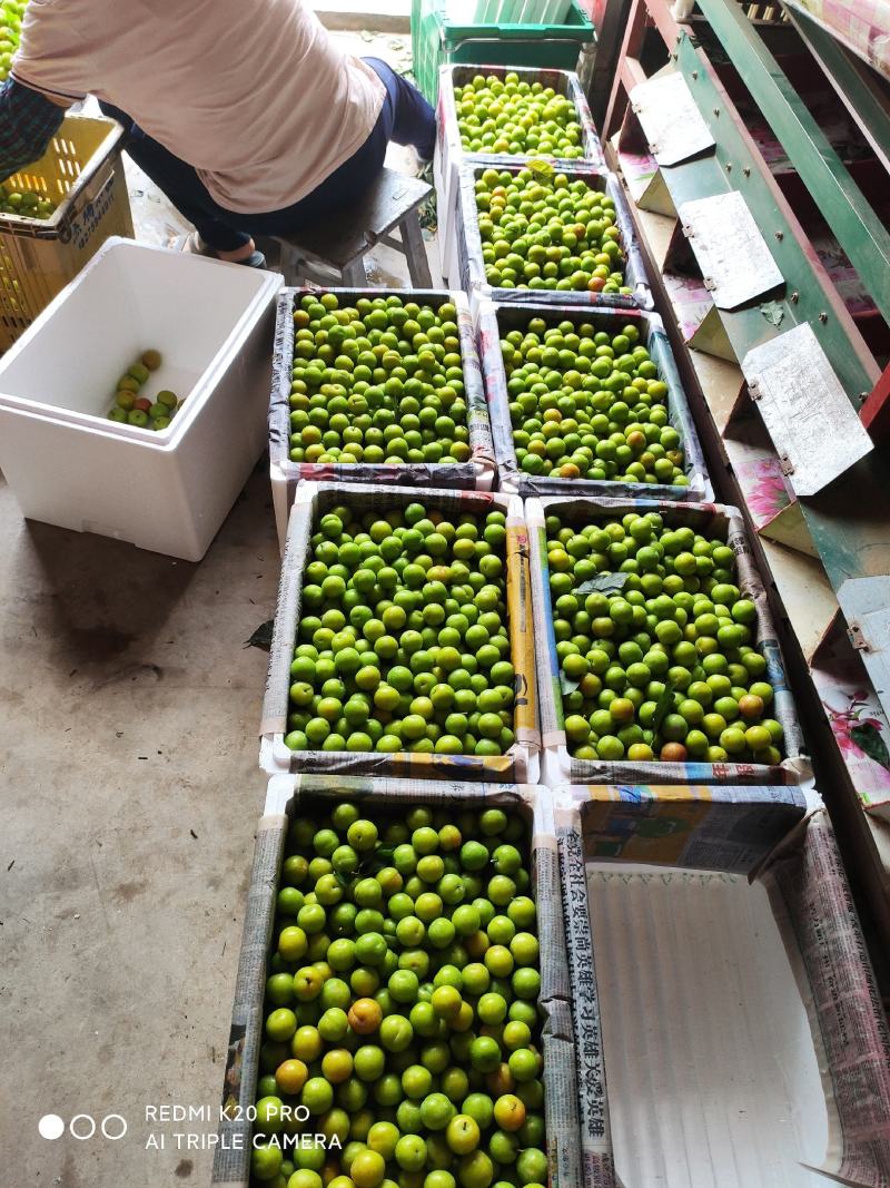 广东茂名信宜李子，三月李子，马上要上市，欢迎订购！