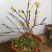 迎春花小苗产地价格绿化攀援植物地被开花花灌木迎春根系好