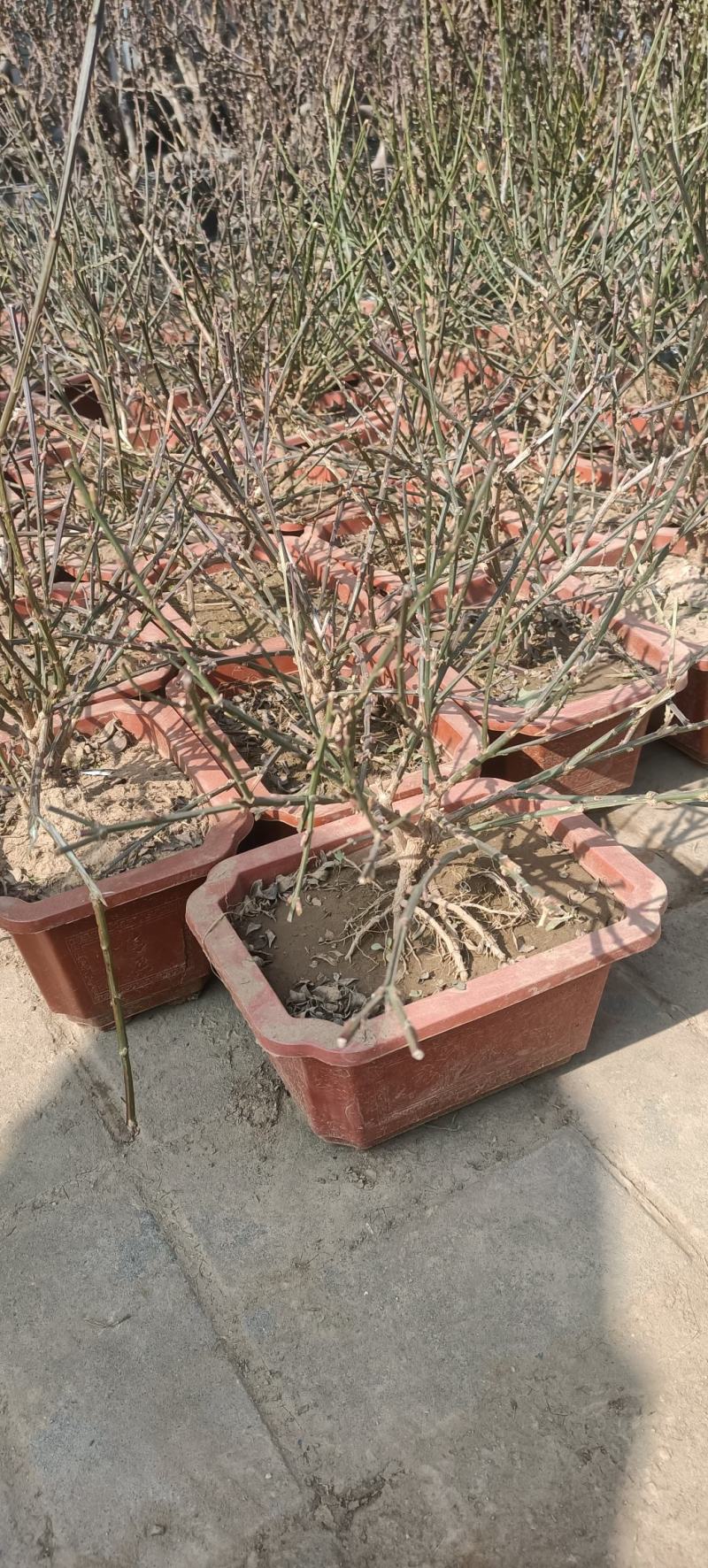 迎春花小苗产地价格绿化攀援植物地被开花花灌木迎春根系好