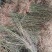 迎春花小苗产地价格绿化攀援植物地被开花花灌木迎春根系好