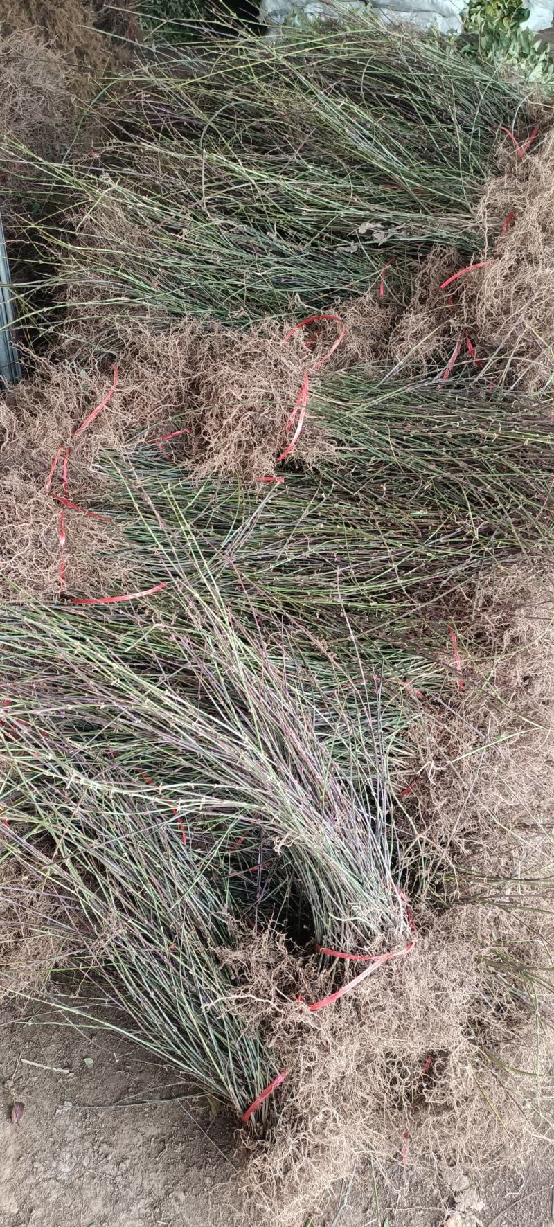 迎春花小苗产地价格绿化攀援植物地被开花花灌木迎春根系好