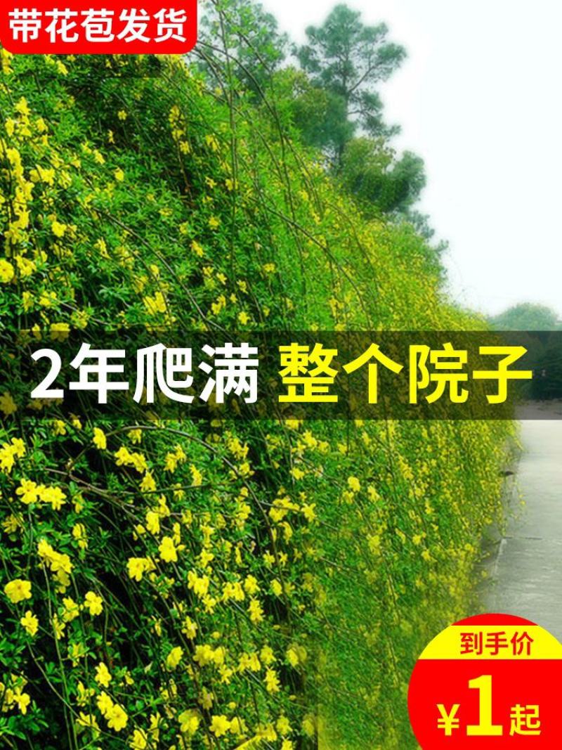 迎春花小苗产地价格绿化攀援植物地被开花花灌木迎春根系好