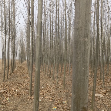 【推荐】急售5到10公分法桐5000棵基地直发欢迎咨询