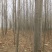 【推荐】急售5到10公分法桐5000棵基地直发欢迎咨询