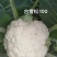 【牛】定西菜花散花商超品质量大从优产地直发