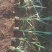 玉带草盆苗优质玉带草杯苗基地直发欢迎实地看货