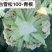 【牛】定西菜花散花商超品质量大从优产地直发
