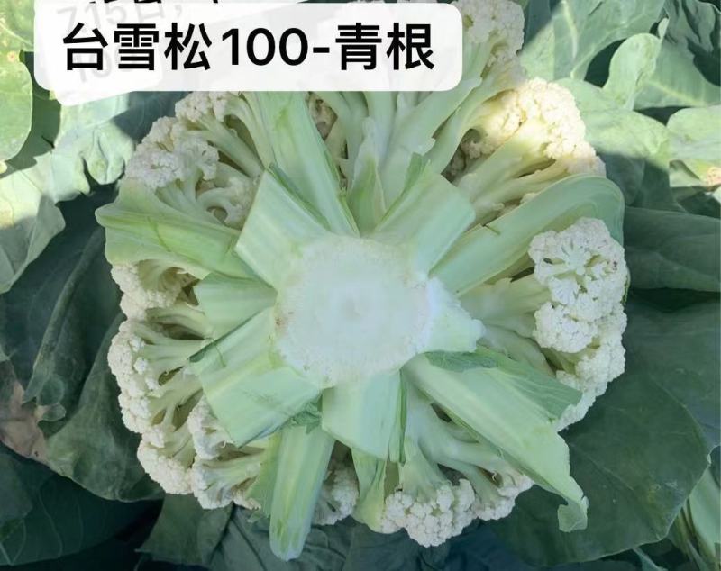【牛】定西菜花散花商超品质量大从优产地直发