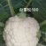 【牛】定西菜花散花商超品质量大从优产地直发