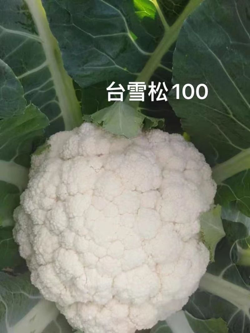 【牛】定西菜花散花商超品质量大从优产地直发