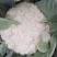 【牛】定西菜花散花商超品质量大从优产地直发