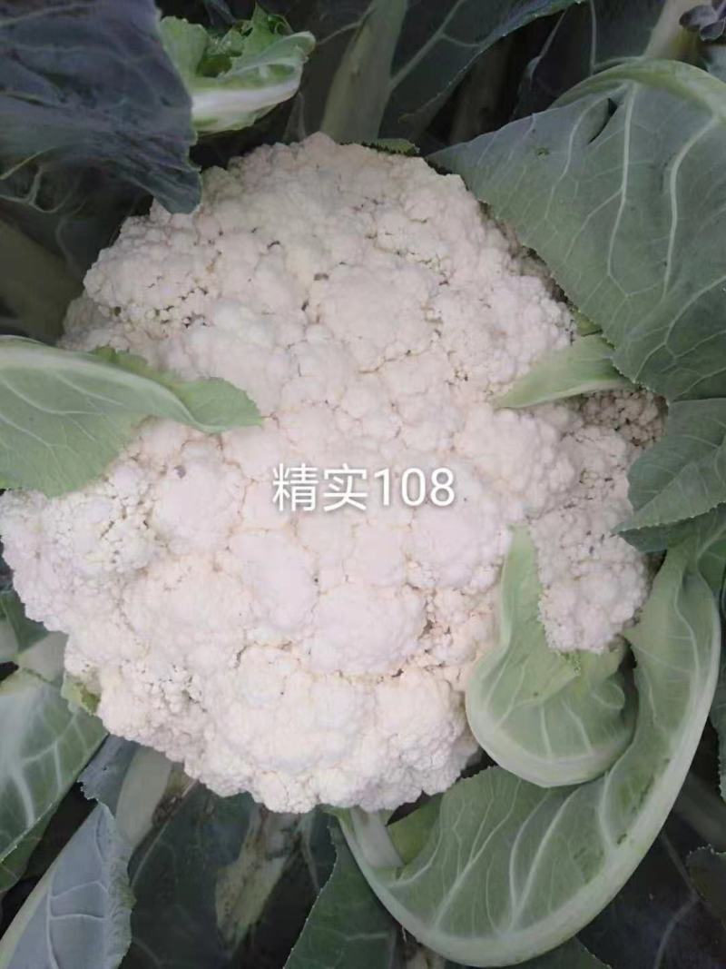 【牛】定西菜花散花商超品质量大从优产地直发