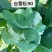 【牛】定西菜花散花商超品质量大从优产地直发