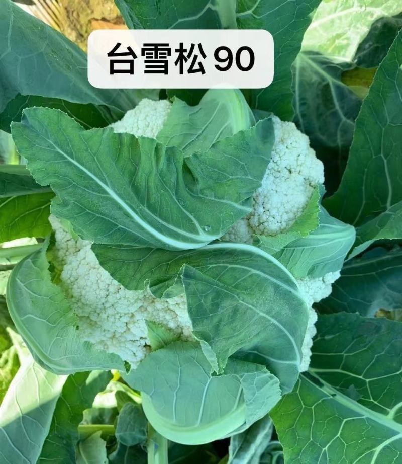 【牛】定西菜花散花商超品质量大从优产地直发