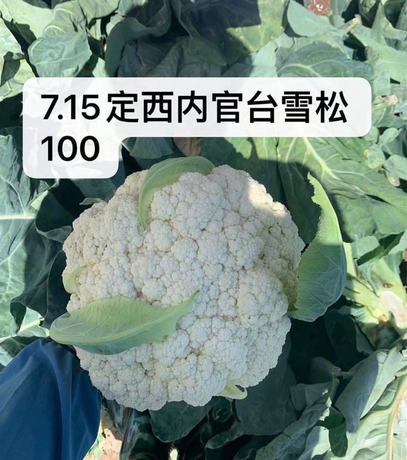 【牛】定西菜花散花商超品质量大从优产地直发
