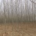 【推荐】急售5到10公分法桐5000棵基地直发欢迎咨询