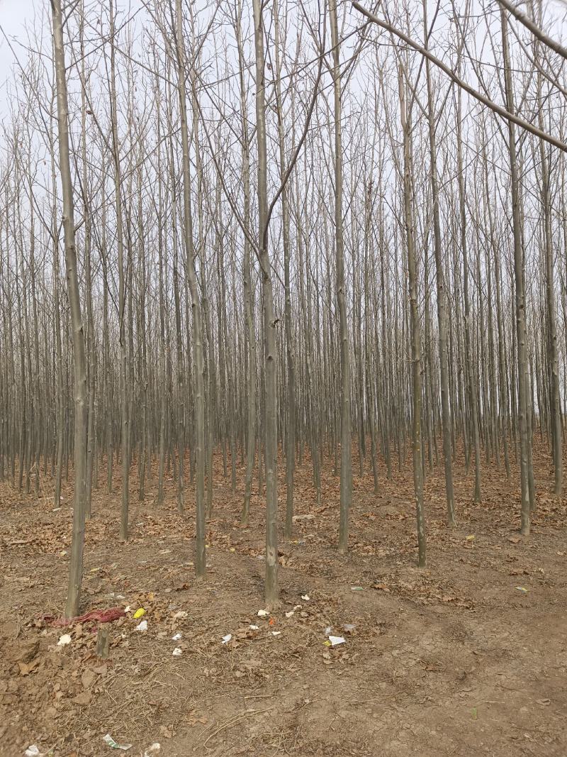 【推荐】急售5到10公分法桐5000棵基地直发欢迎咨询