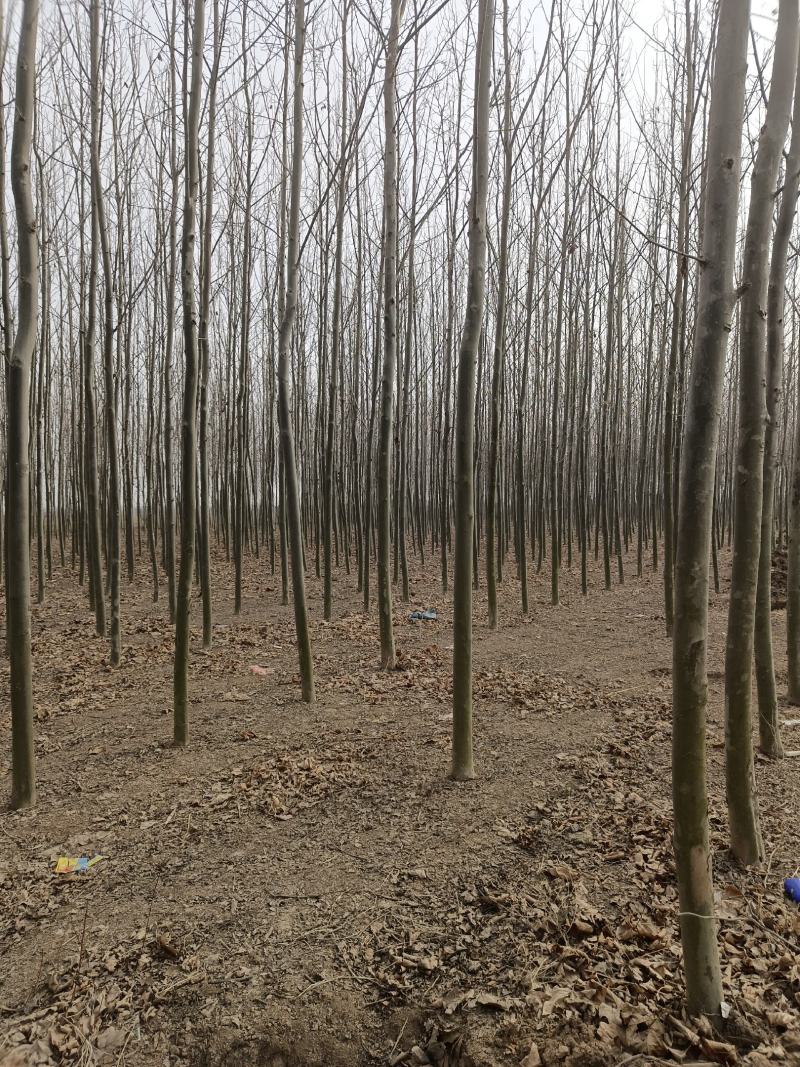 【推荐】急售5到10公分法桐5000棵基地直发欢迎咨询