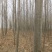 【推荐】急售5到10公分法桐5000棵基地直发欢迎咨询