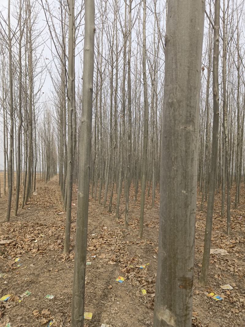 【推荐】急售5到10公分法桐5000棵基地直发欢迎咨询