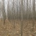 【推荐】急售5到10公分法桐5000棵基地直发欢迎咨询