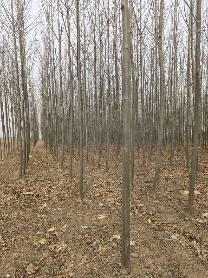 【推荐】急售5到10公分法桐5000棵基地直发欢迎咨询