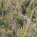 【优选】基地直销龙柏苗球工程大小地苗全国发货