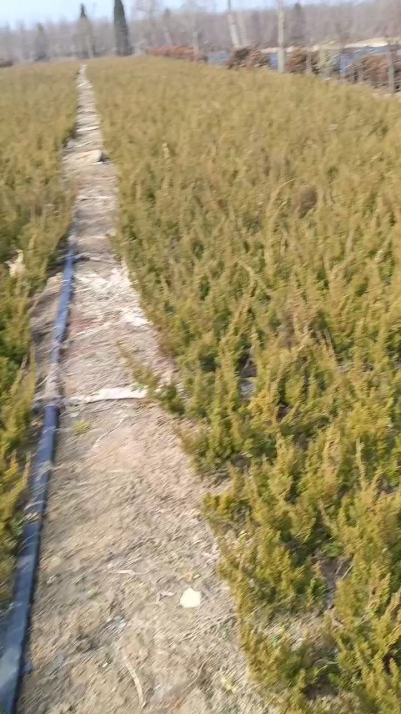 【优选】基地直销龙柏苗球工程大小地苗全国发货