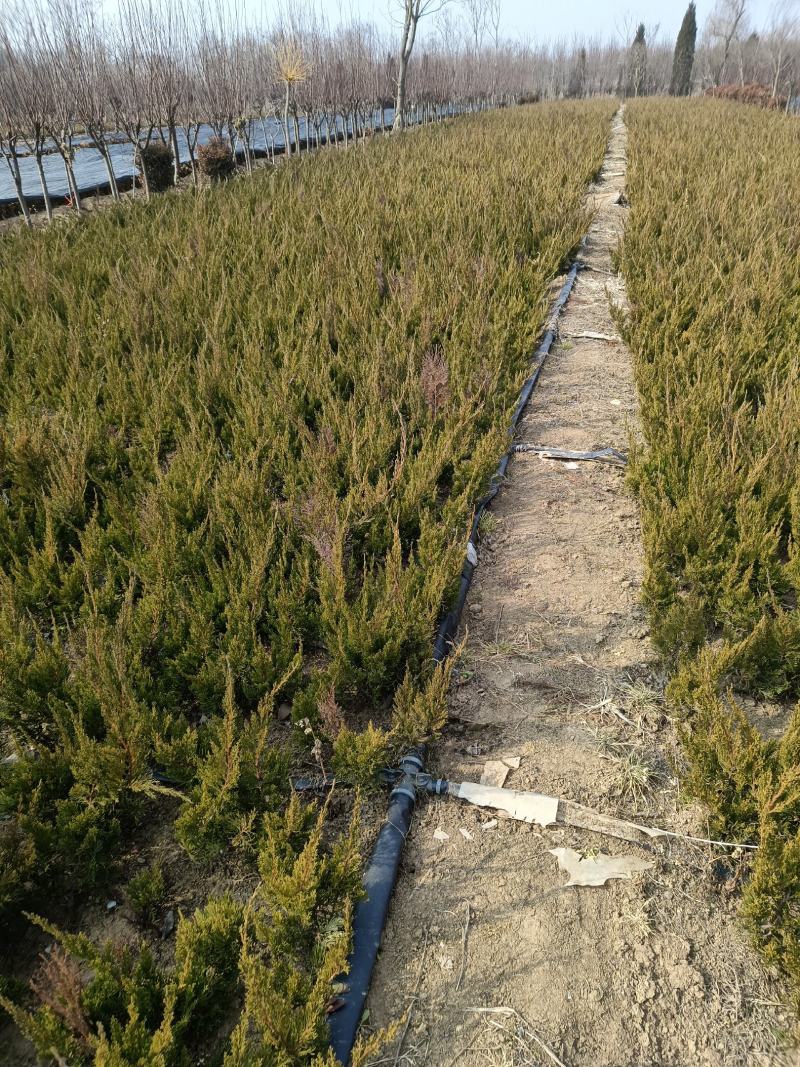 【优选】基地直销龙柏苗球工程大小地苗全国发货