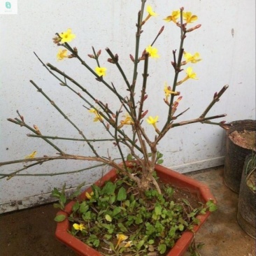 迎春花盆景老桩庭院盆栽迎春造型素材绿化工程攀援垂吊植物