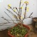 迎春花盆景老桩庭院盆栽迎春造型素材绿化工程攀援垂吊植物