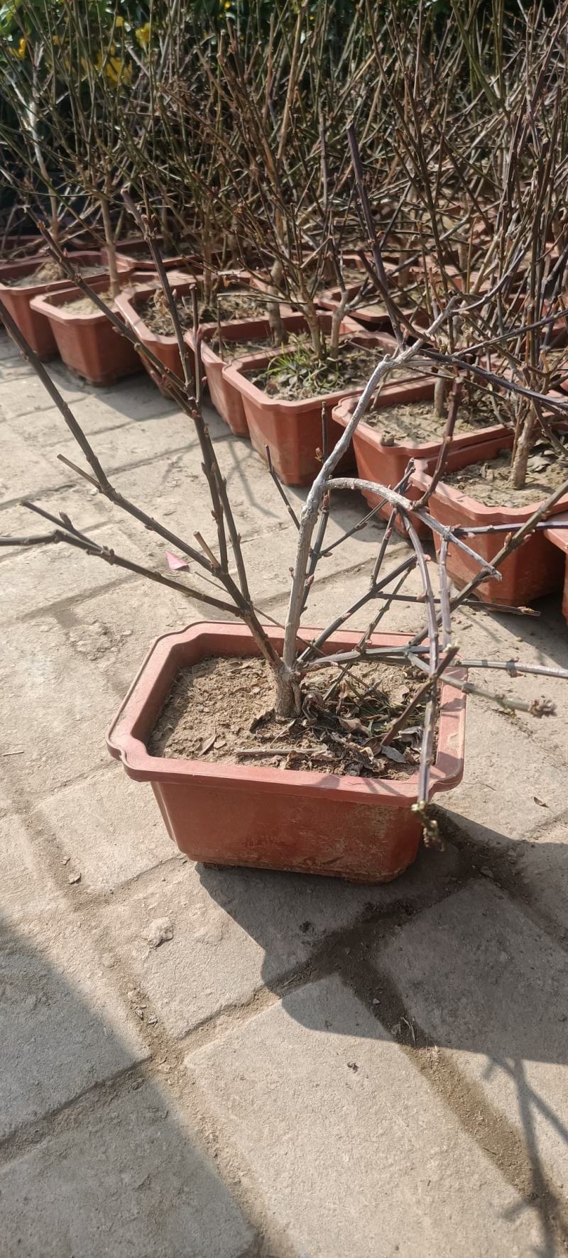 迎春花盆景老桩庭院盆栽迎春造型素材绿化工程攀援垂吊植物