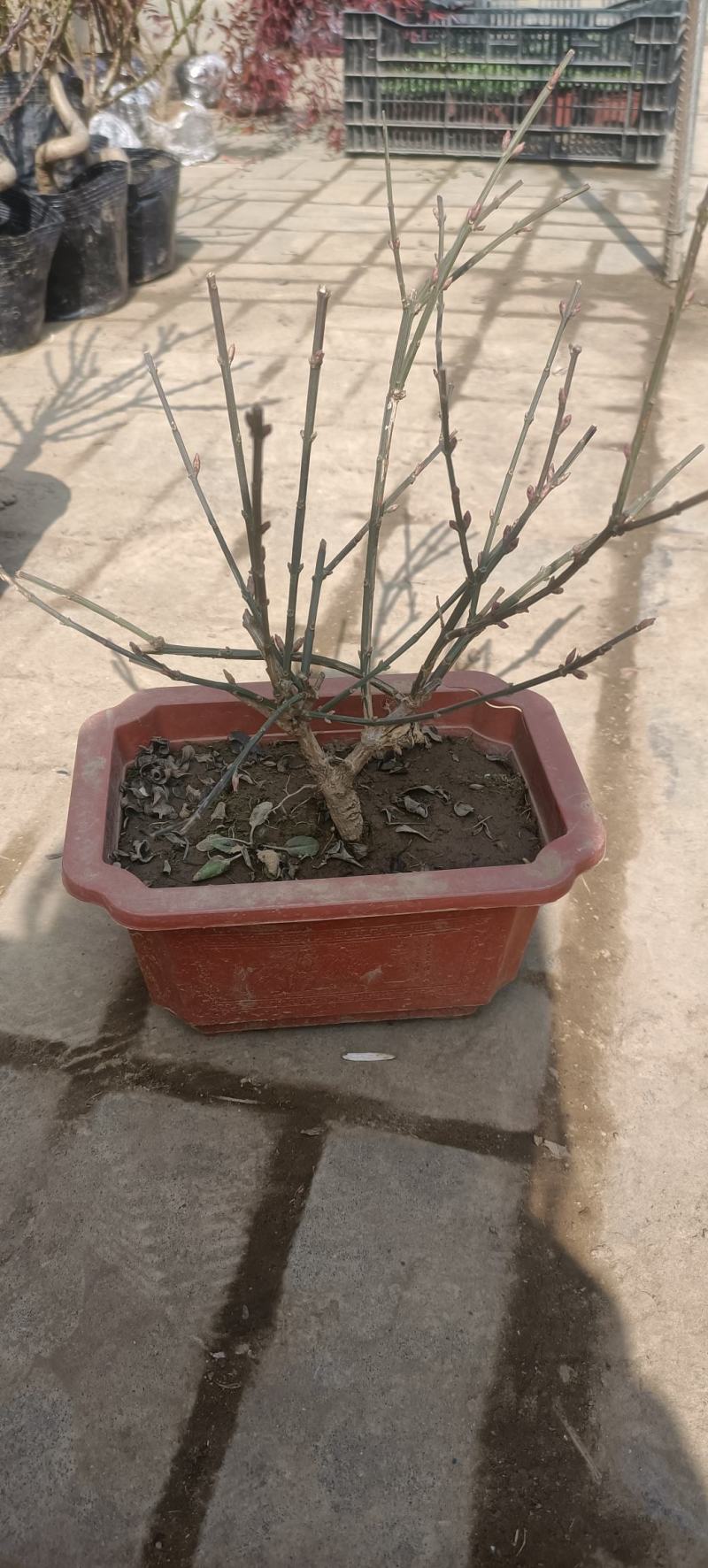 迎春花盆景老桩庭院盆栽迎春造型素材绿化工程攀援垂吊植物