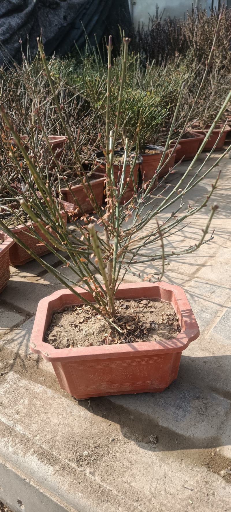 迎春花盆景老桩庭院盆栽迎春造型素材绿化工程攀援垂吊植物