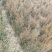 【热卖】基地直发蜀桧地柏工程苗一手货源欢迎咨询