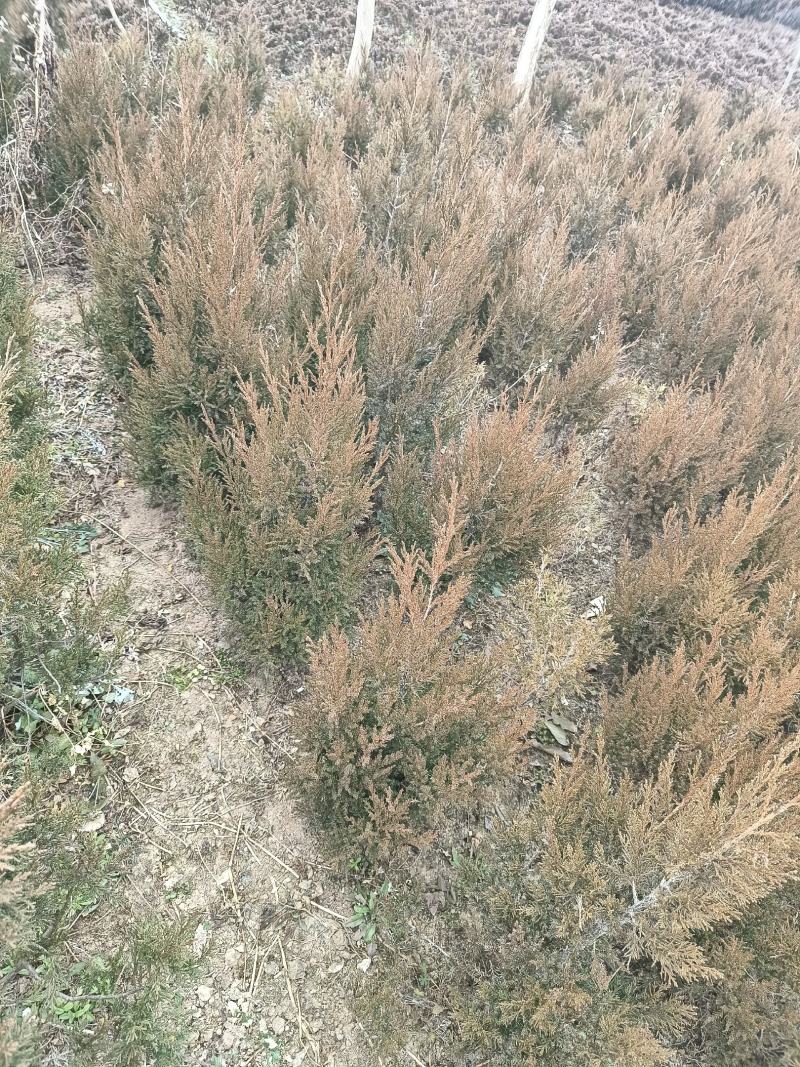 【热卖】基地直发蜀桧地柏工程苗一手货源欢迎咨询
