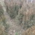 【热卖】基地直发蜀桧地柏工程苗一手货源欢迎咨询