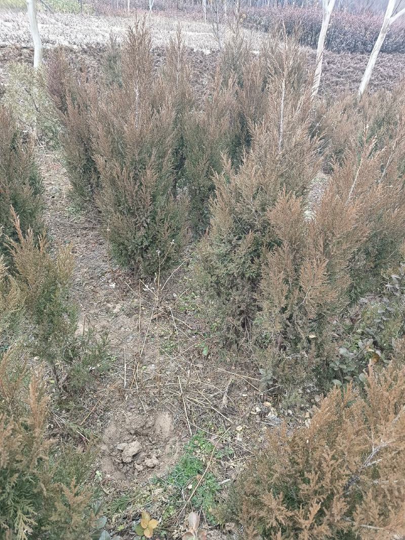 【热卖】基地直发蜀桧地柏工程苗一手货源欢迎咨询