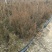 【热卖】基地直发蜀桧地柏工程苗一手货源欢迎咨询