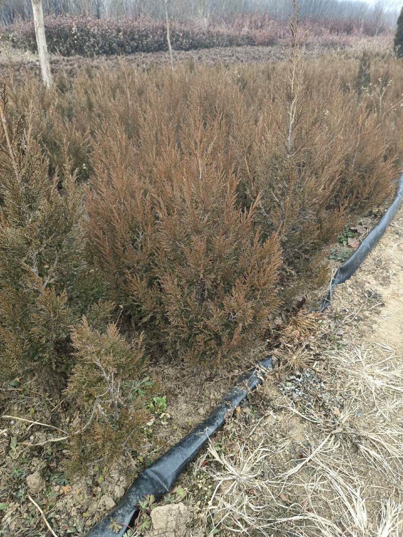 【热卖】基地直发蜀桧地柏工程苗一手货源欢迎咨询